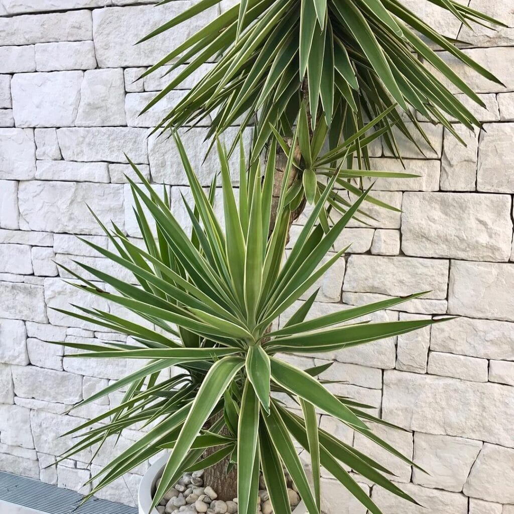 Dry Stack Limestone feature wall